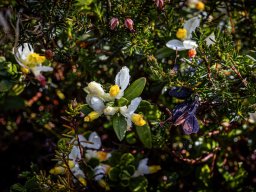 Pflanzen und Blumen